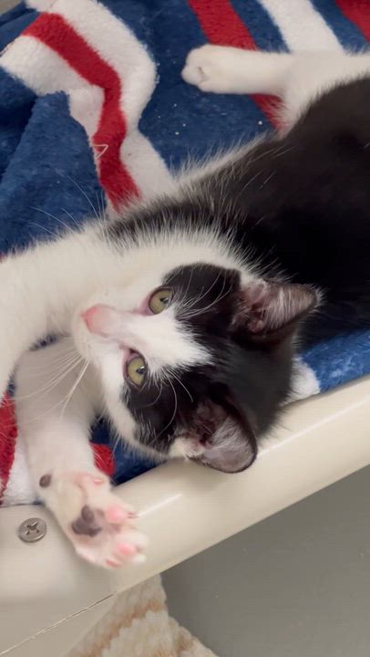 Enlarge Eliza, an adopted Domestic Short Hair in Medfield, MA video 3/3