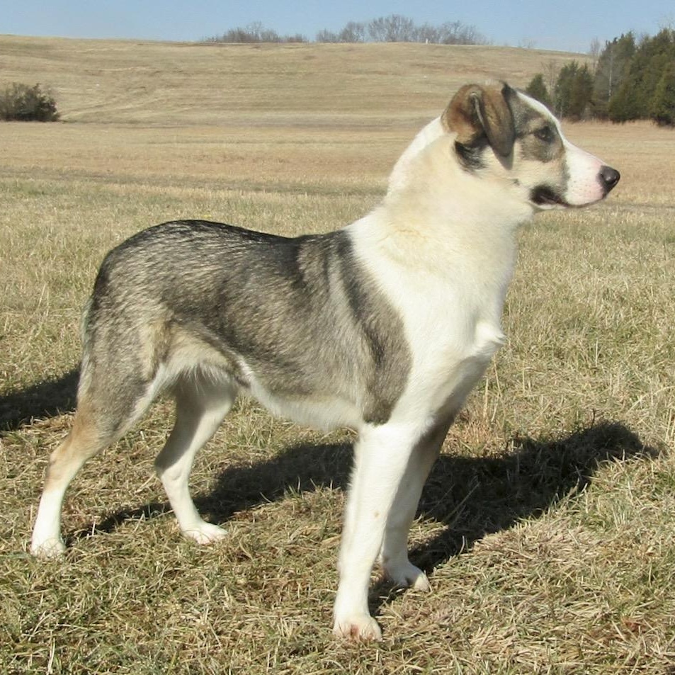Shena, an adopted Australian Shepherd in Lebanon, TN image 4/5