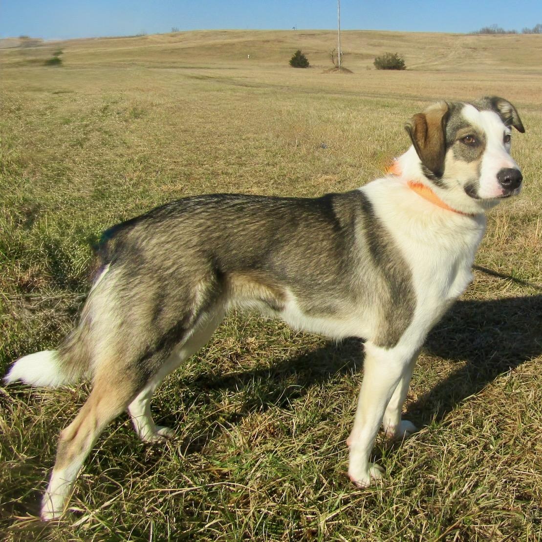 Shena, an adopted Australian Shepherd in Lebanon, TN image 2/5