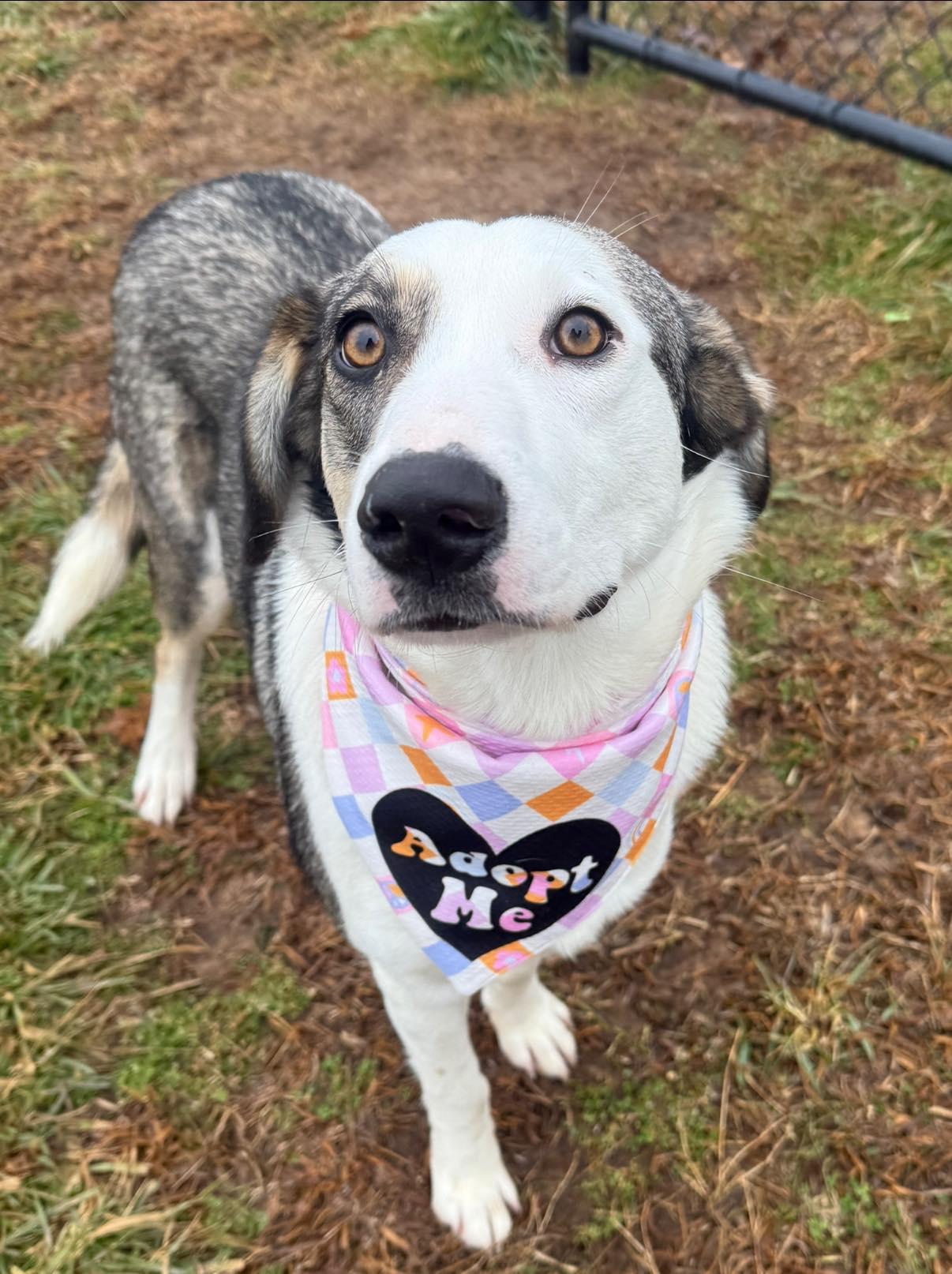 Shena, adopted, Young Female Australian Shepherd.