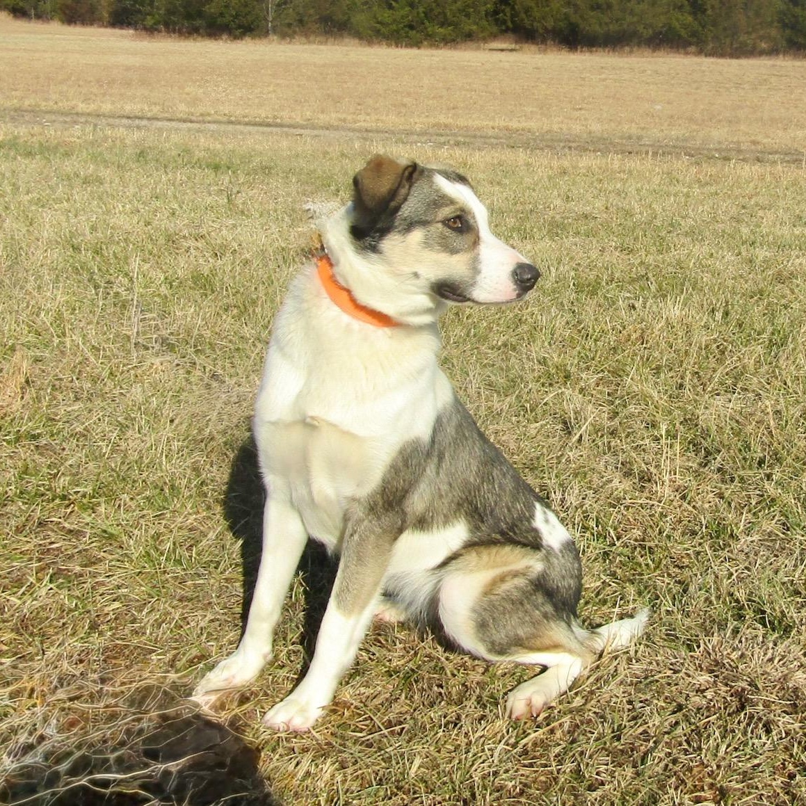 Shena, an adopted Australian Shepherd in Lebanon, TN image 5/5