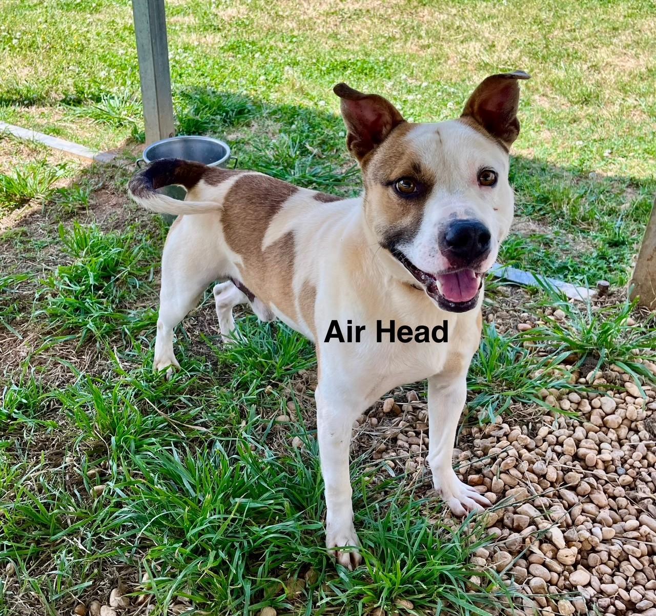 Air Head, Adoptable, Young Male Mixed Breed.