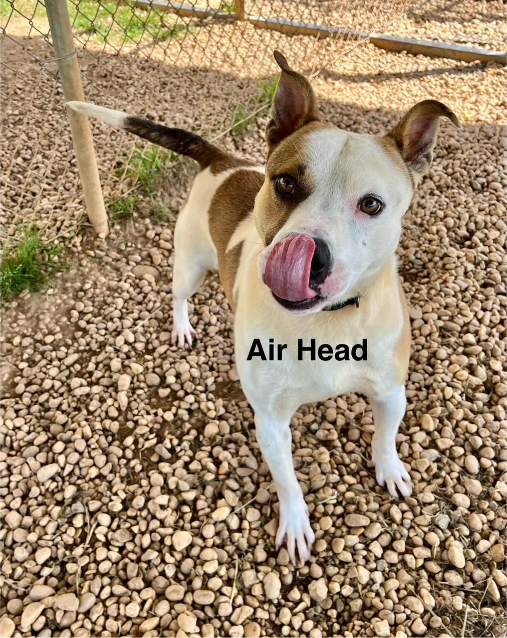 Enlarge Air Head, a Adoptable Mixed Breed in Newberry, SC image 2/4