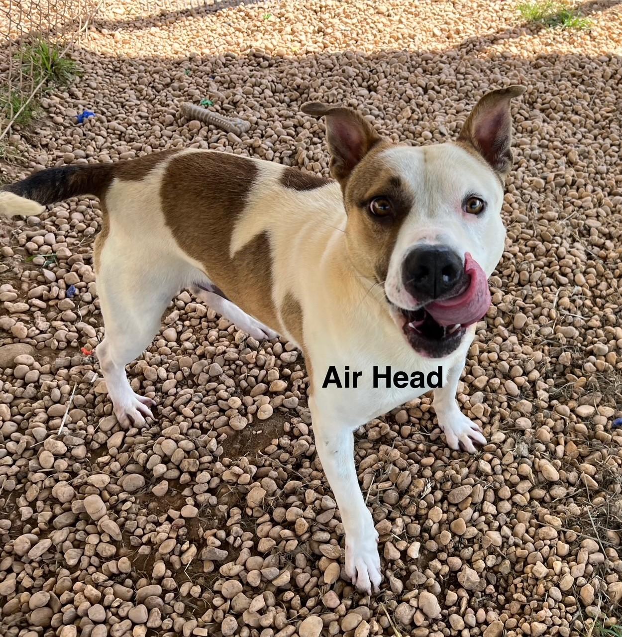 Enlarge Air Head, a Adoptable Mixed Breed in Newberry, SC image 3/4