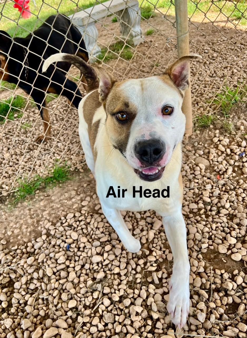 Enlarge Air Head, a Adoptable Mixed Breed in Newberry, SC image 4/4