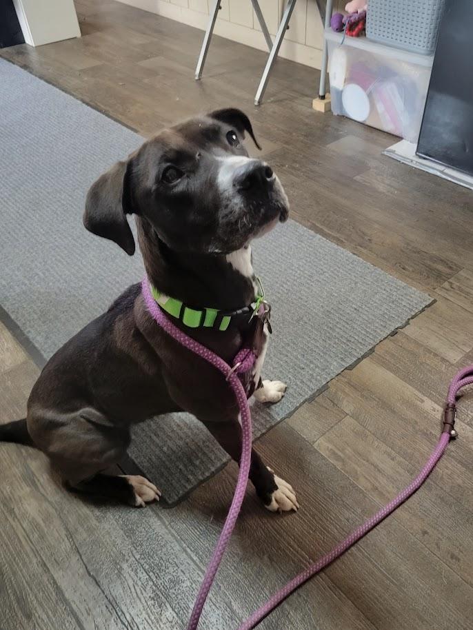 Enlarge Little E 085-26, an adoptable mixed breed in Cambridge, OH image 2/5