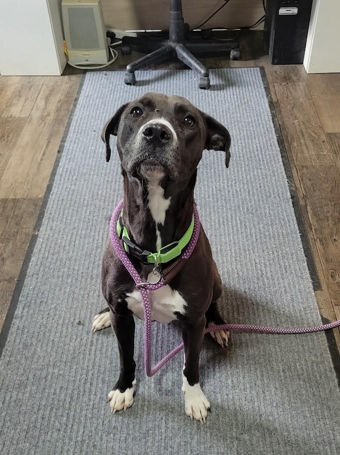 Enlarge Little E 085-26, an adoptable mixed breed in Cambridge, OH image 4/5