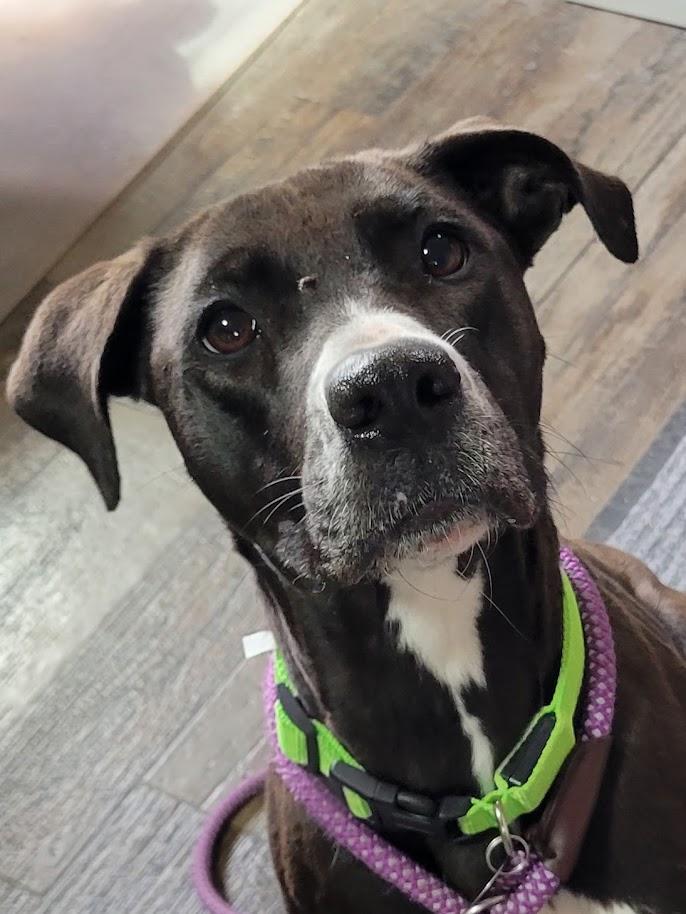 Enlarge Little E 085-26, an adoptable mixed breed in Cambridge, OH image 3/5