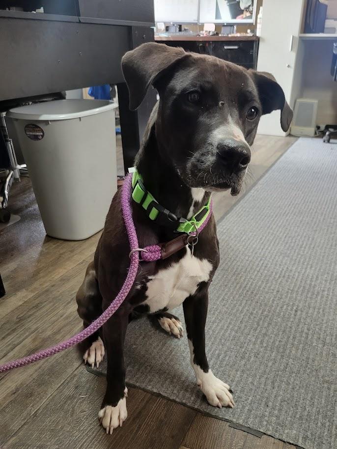 Little E 085-26, adoptable, Adult Female Boxer.