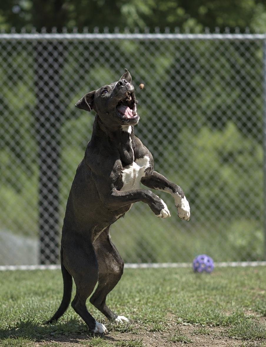 Enlarge Little E 085-26, an adoptable mixed breed in Cambridge, OH image 5/6