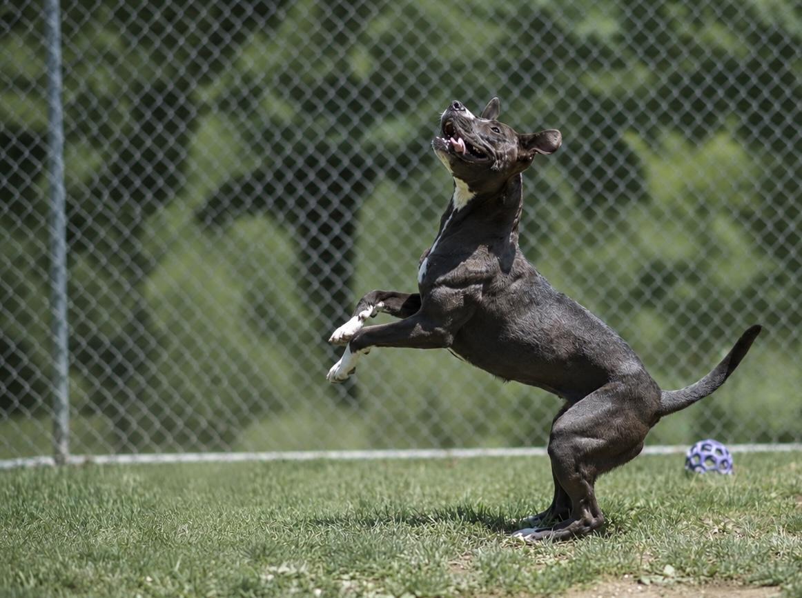 Little E 085-26, adoptable, Adult Female Boxer.