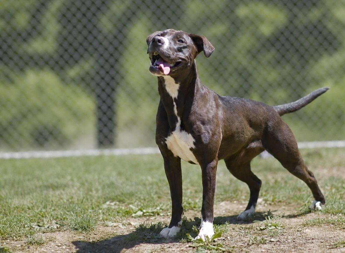 Enlarge Little E 085-26, an adoptable mixed breed in Cambridge, OH image 3/6