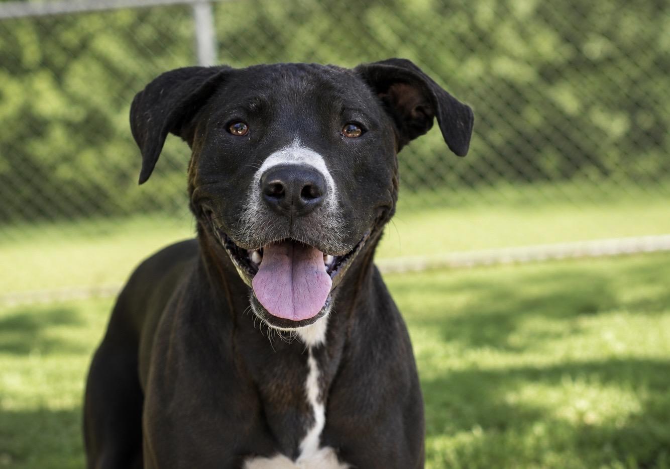Enlarge Little E 085-26, an adoptable mixed breed in Cambridge, OH image 2/6