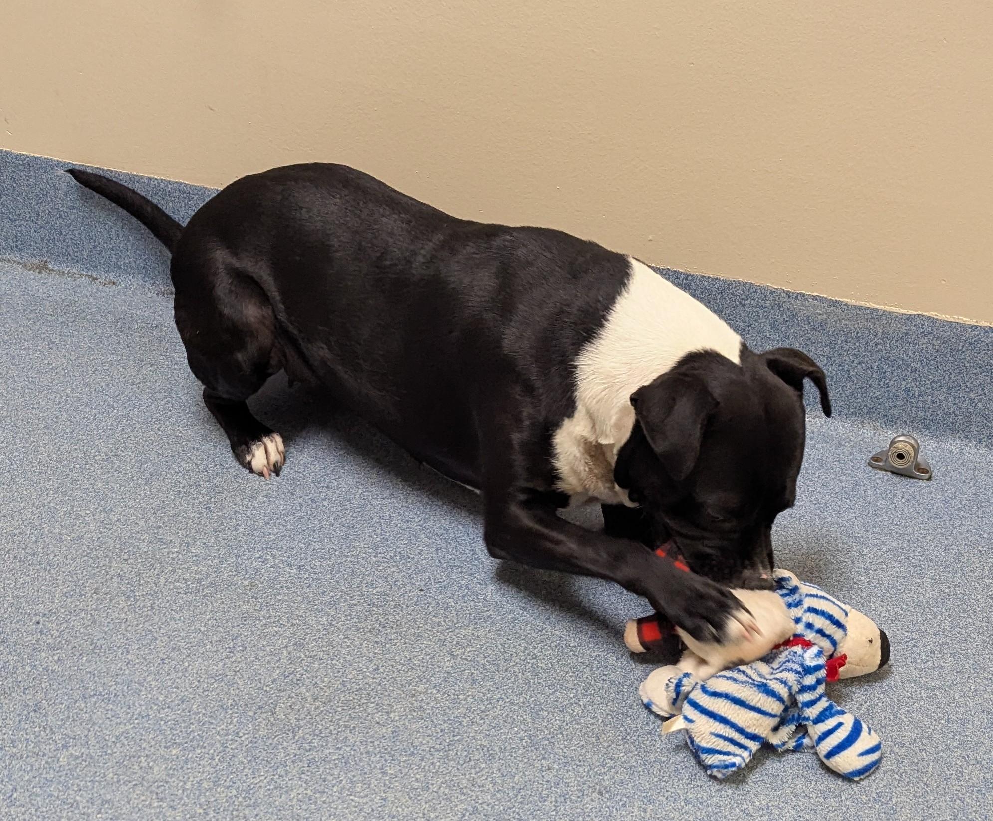 Enlarge Aria, a ADOPTABLE Pit Bull Terrier in Suffolk, VA image 3/3