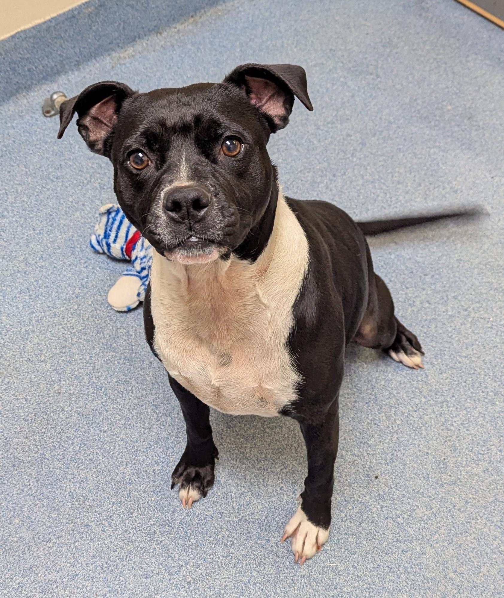 Enlarge Aria, a ADOPTABLE Pit Bull Terrier in Suffolk, VA image 1/3