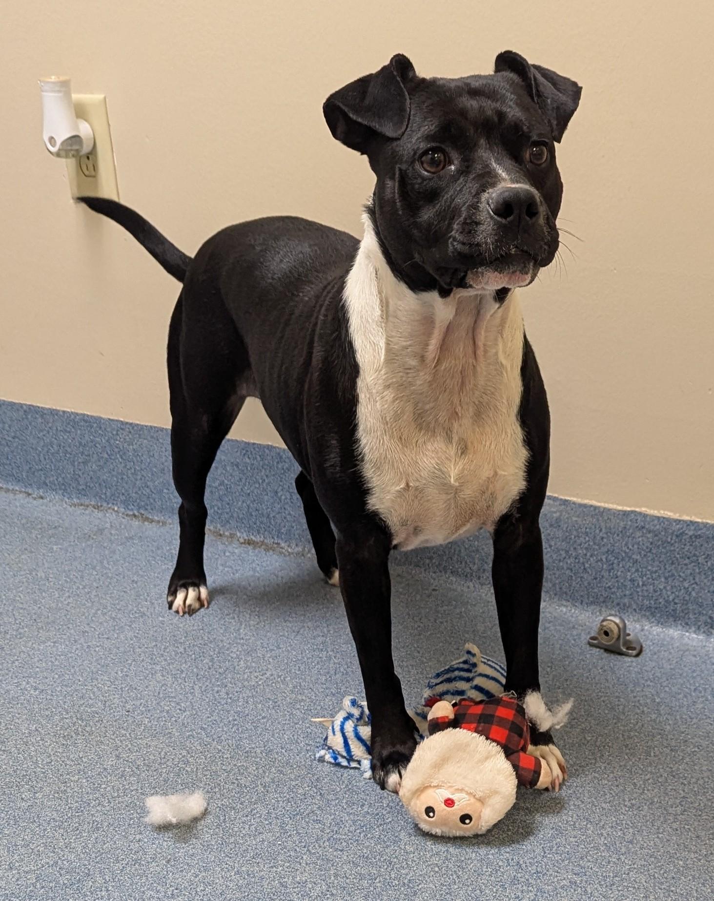 Enlarge Aria, a ADOPTABLE Pit Bull Terrier in Suffolk, VA image 2/3