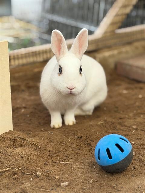 Enlarge LULU LEMON, a Adoptable Bunny Rabbit in Santa Maria, CA image 1/1