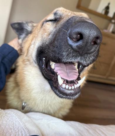Blondie, an adoptable Belgian Shepherd / Malinois in Sylmar, CA image 3/5