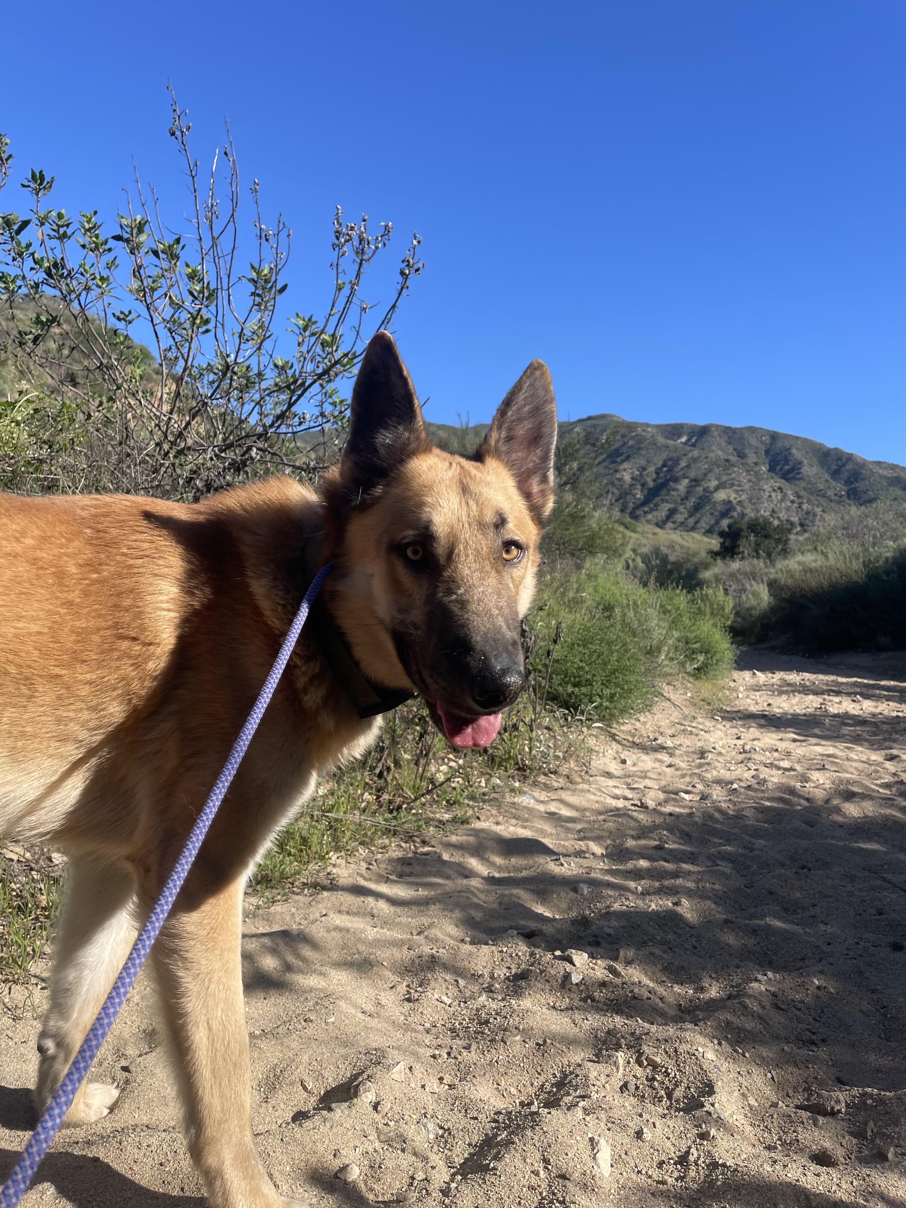 Blondie, an adoptable Belgian Shepherd / Malinois in Sylmar, CA image 4/5