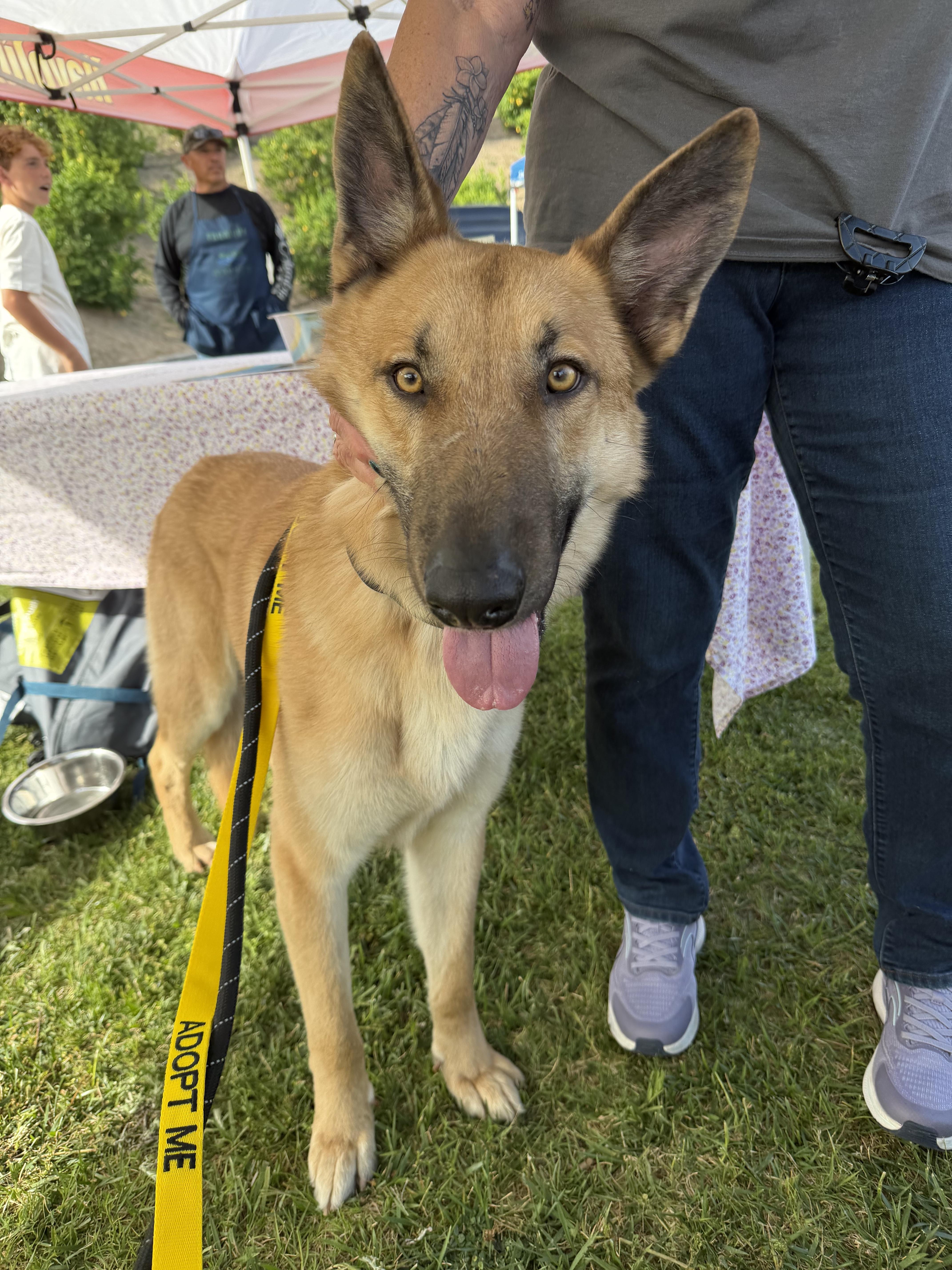Blondie, an adoptable Belgian Shepherd / Malinois in Sylmar, CA image 2/5