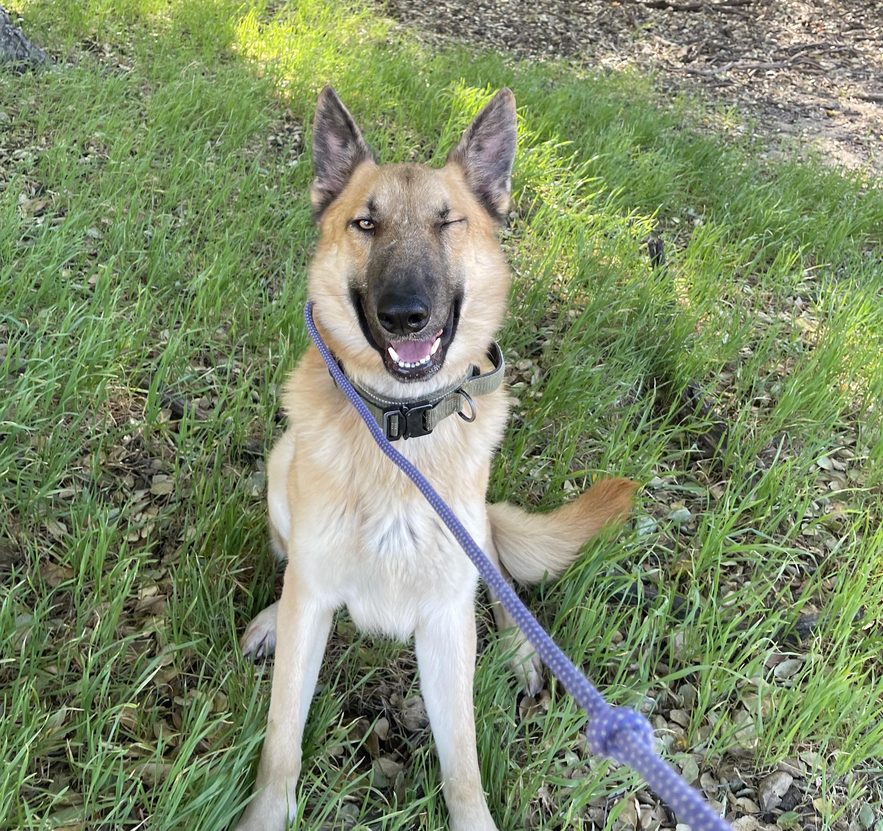 Blondie, adoptable, Adult Male Belgian Shepherd / Malinois.