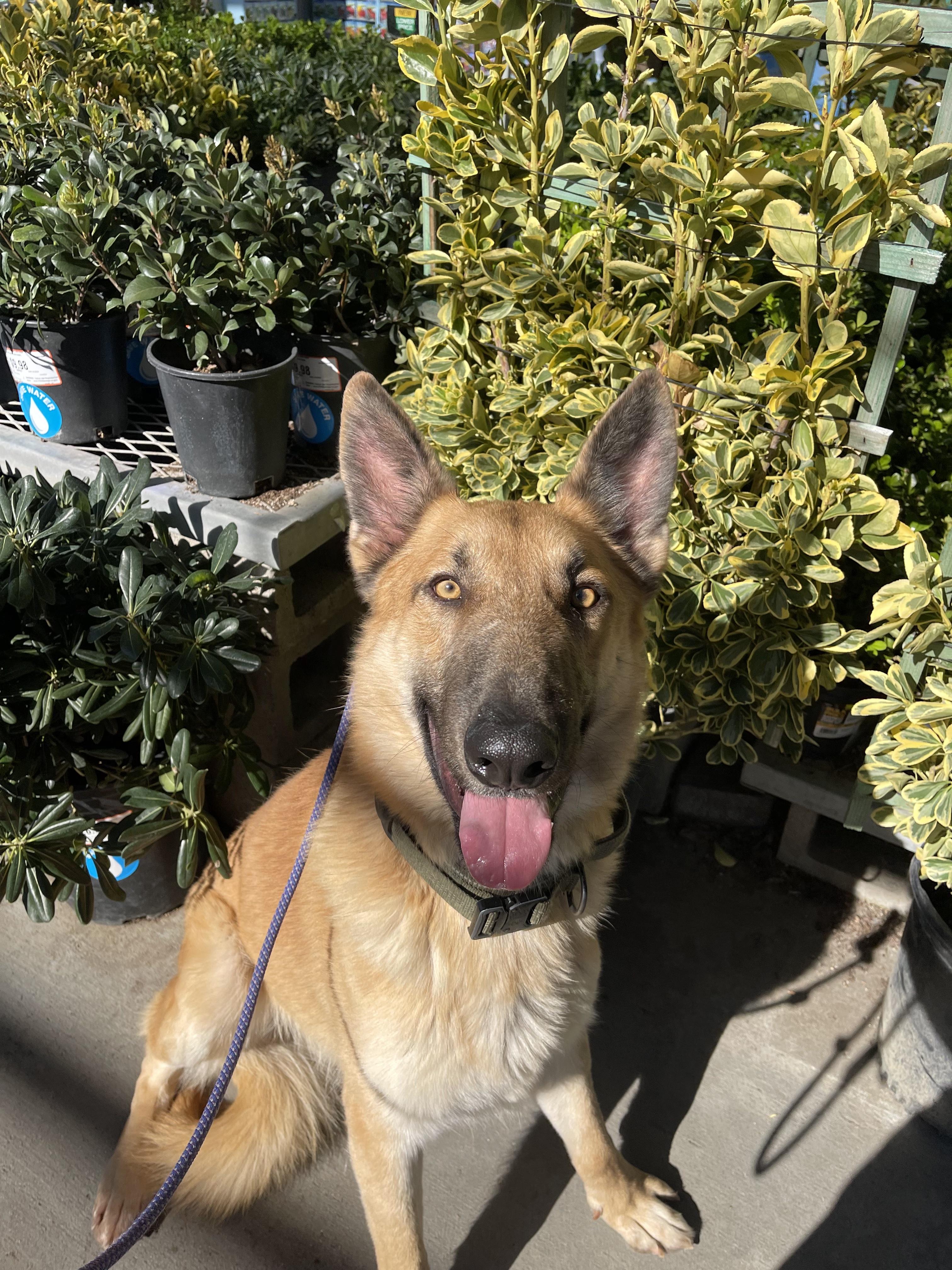 Blondie, an adoptable Belgian Shepherd / Malinois in Sylmar, CA image 5/5