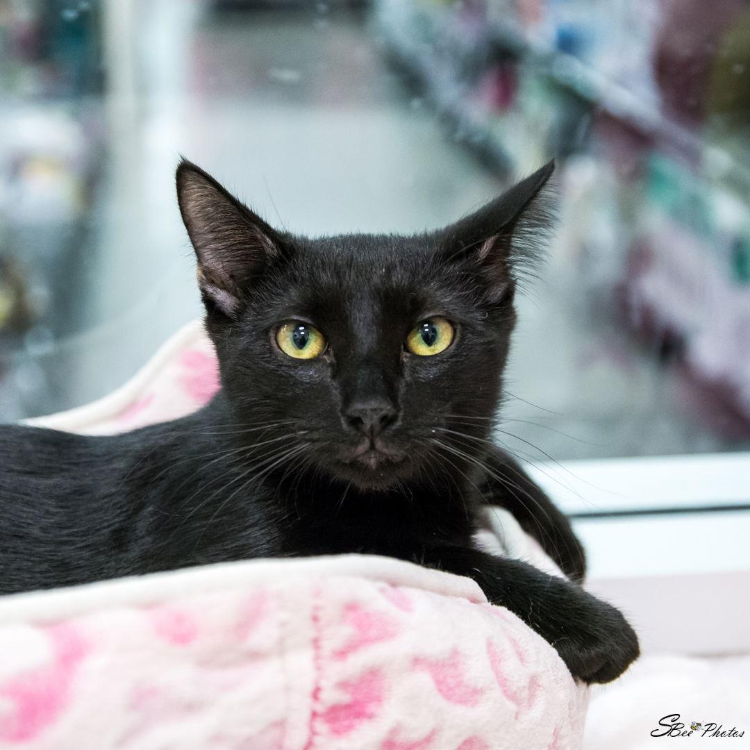Enlarge Kody, a Adoptable Domestic Medium Hair in St. Cloud, FL image 1/3