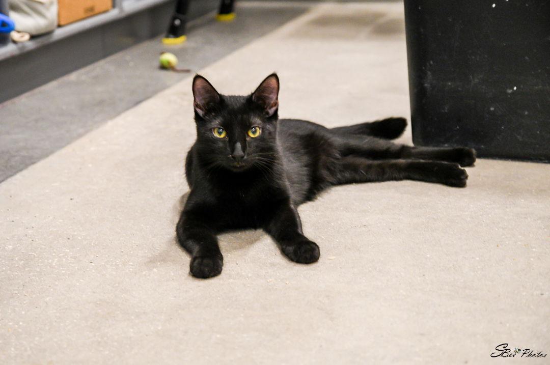 Enlarge Kody, a Adoptable Domestic Medium Hair in St. Cloud, FL image 2/3