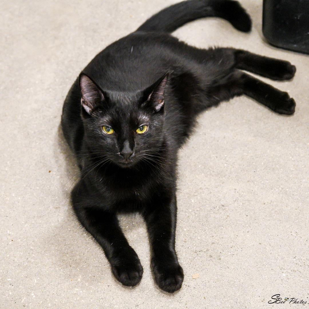 Enlarge Kody, a Adoptable Domestic Medium Hair in St. Cloud, FL image 3/3