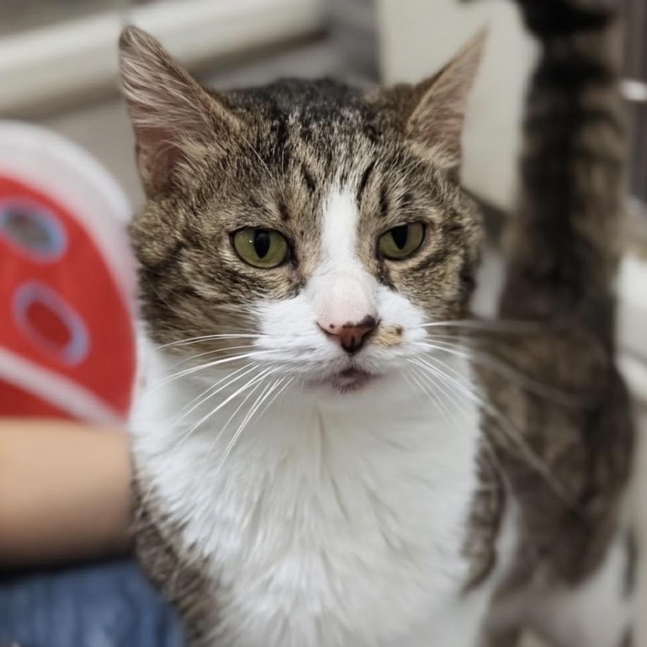 Clarence, Adoptable, Adult Male Domestic Short Hair.