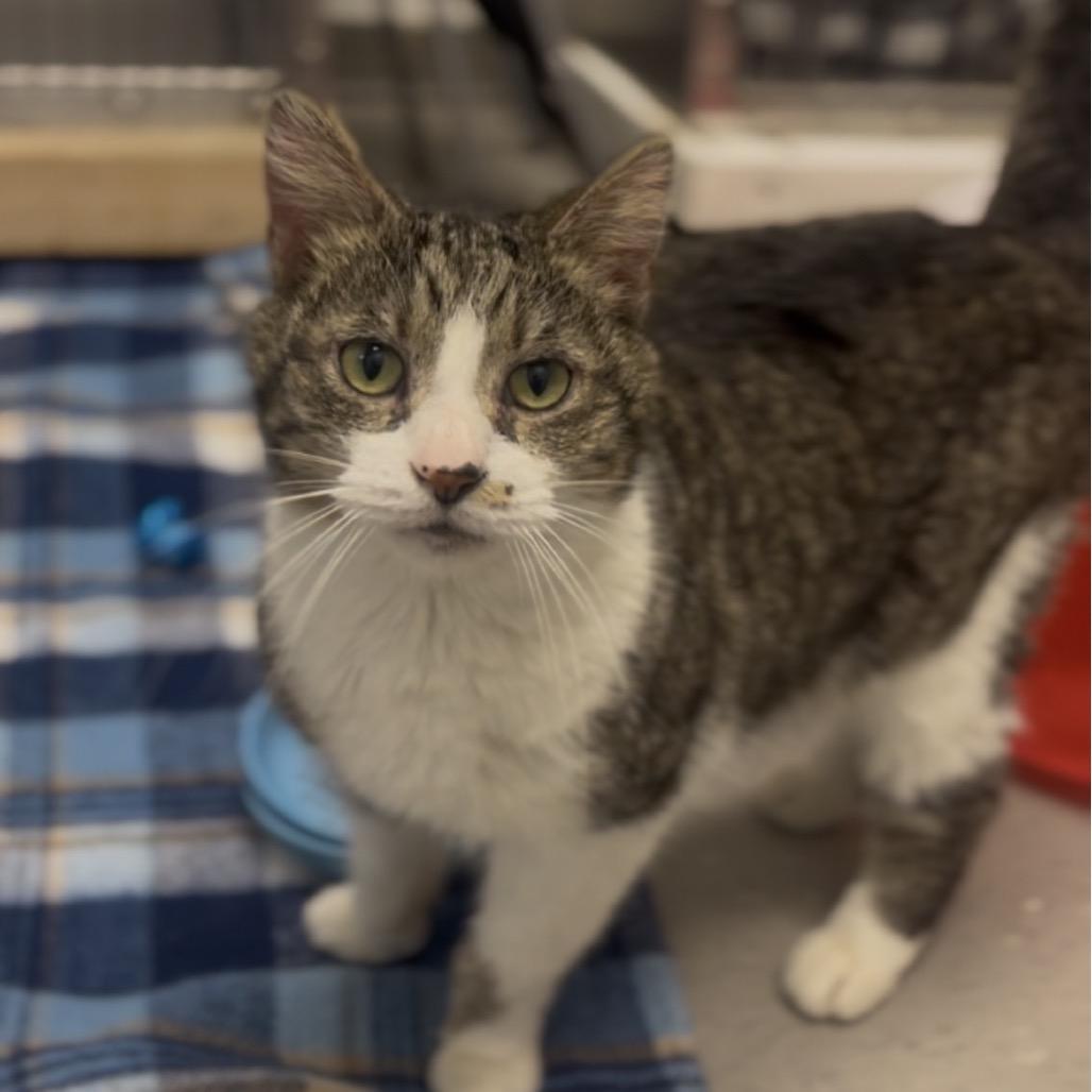 Enlarge Clarence, a Adoptable Domestic Short Hair in Marysville, OH image 2/6