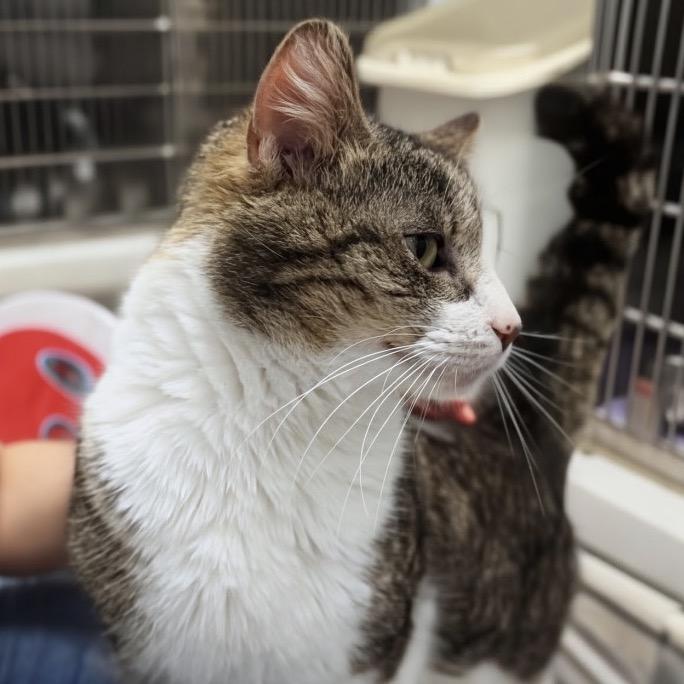 Enlarge Clarence, a Adoptable Domestic Short Hair in Marysville, OH image 3/6