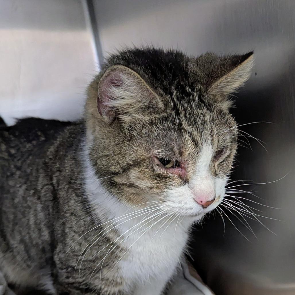 Enlarge Clarence, a Adoptable Domestic Short Hair in Marysville, OH image 4/6