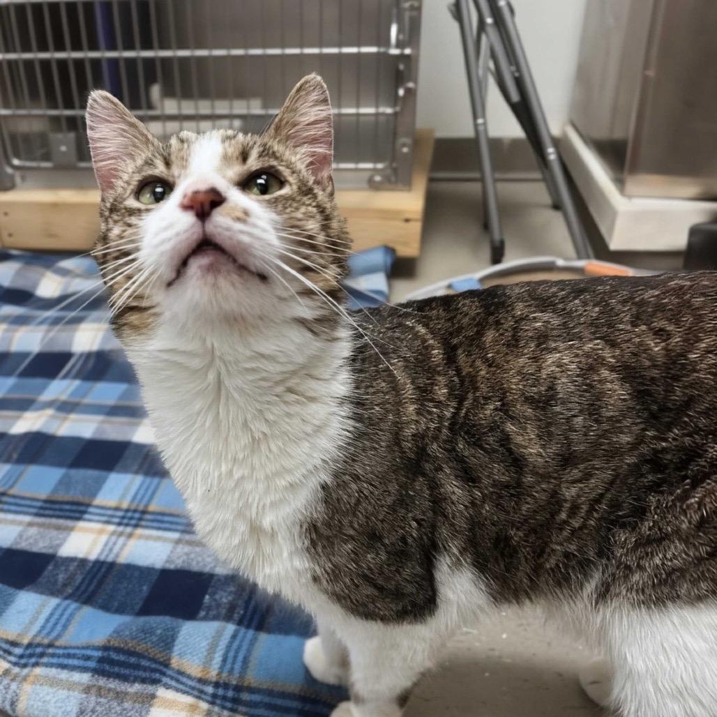Enlarge Clarence, a Adoptable Domestic Short Hair in Marysville, OH image 5/6