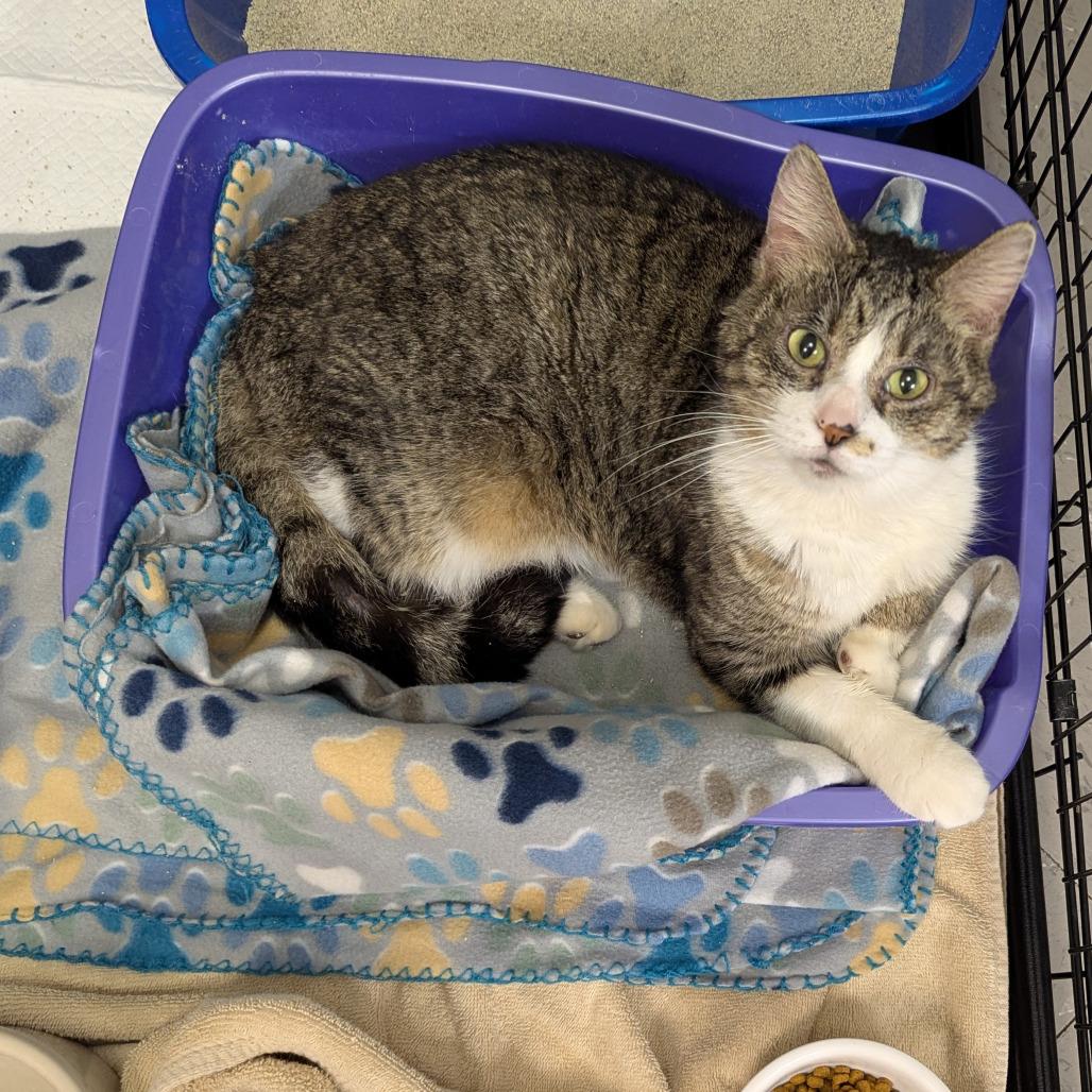 Enlarge Clarence, a Adoptable Domestic Short Hair in Marysville, OH image 6/6