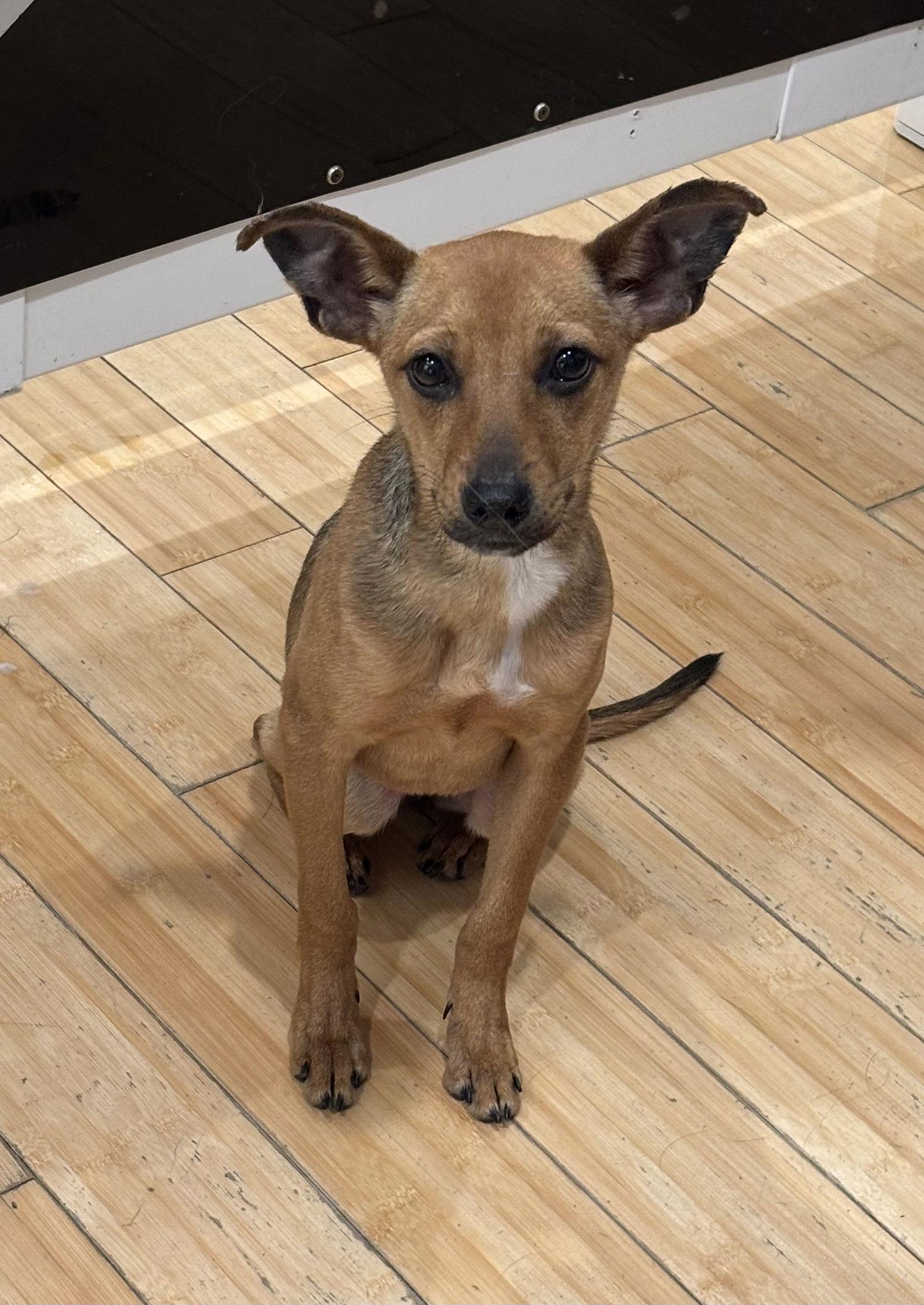 Chalupa *LOCAL*, Adoptable, Puppy Female Miniature Pinscher & Chihuahua.