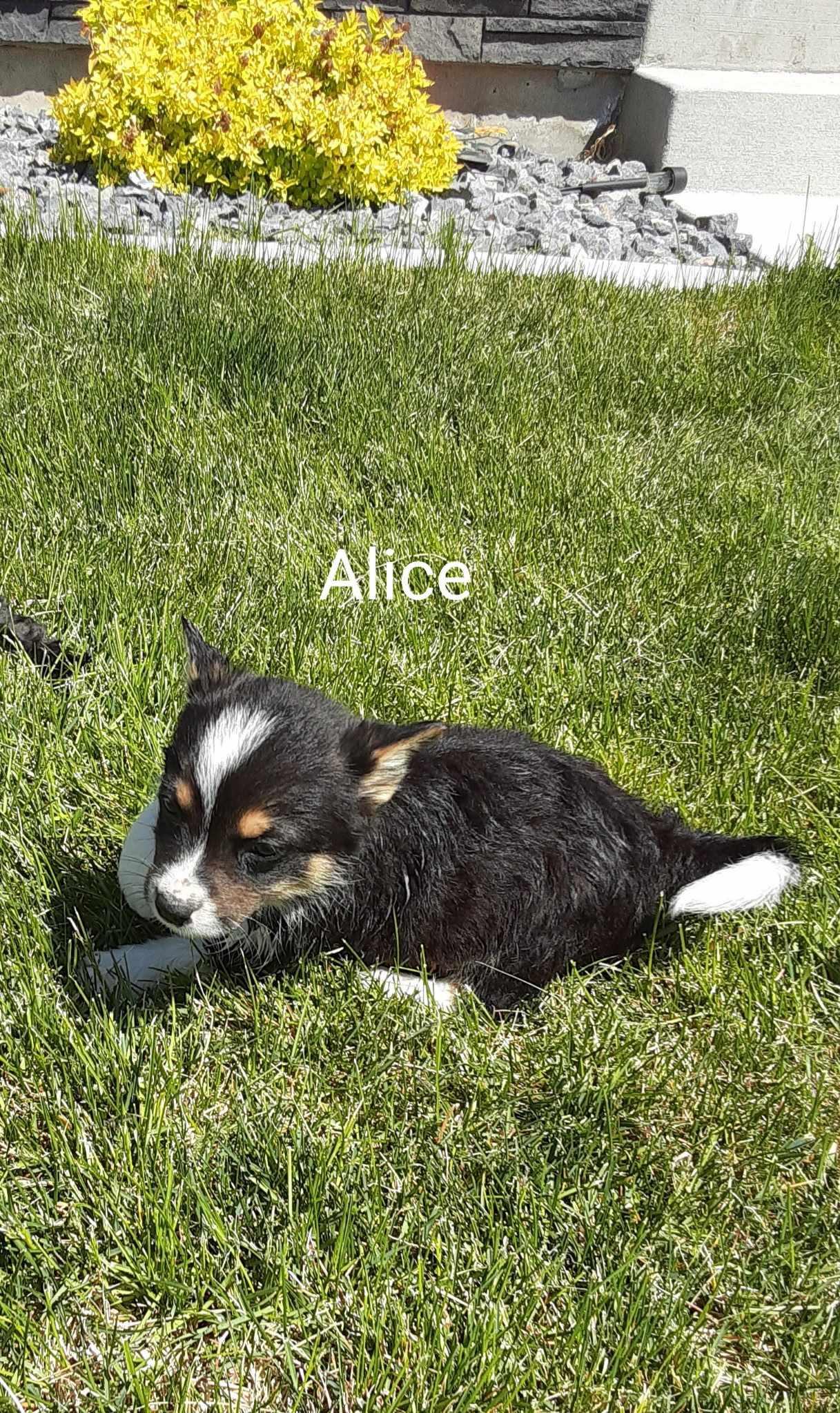 Alice, Adopted, Puppy Female Corgi & Chihuahua.