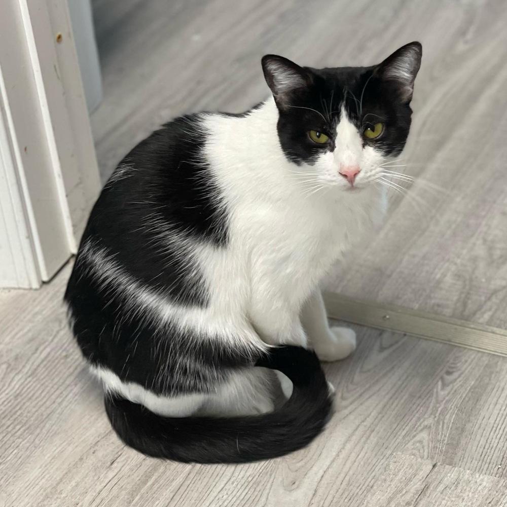 Enlarge Gem, a Adoptable Domestic Short Hair in Harpers Ferry, WV image 1/3