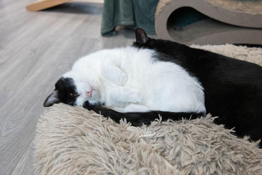 Gem, Adoptable, Adult Female Domestic Short Hair.