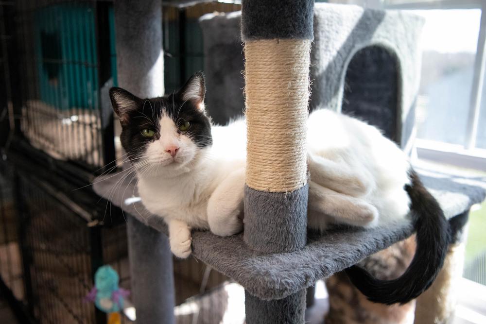 Enlarge Gem, a Adoptable Domestic Short Hair in Harpers Ferry, WV image 1/6