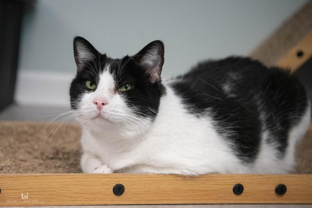 Enlarge Gem, a Adoptable Domestic Short Hair in Harpers Ferry, WV image 2/6