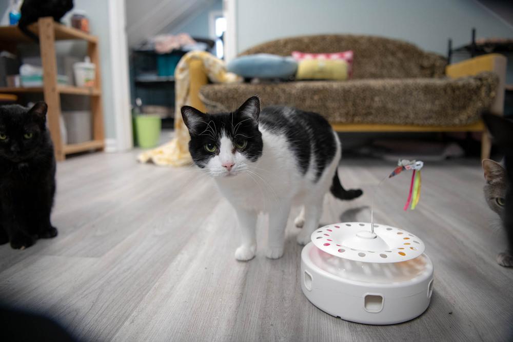 Enlarge Gem, a Adoptable Domestic Short Hair in Harpers Ferry, WV image 2/6