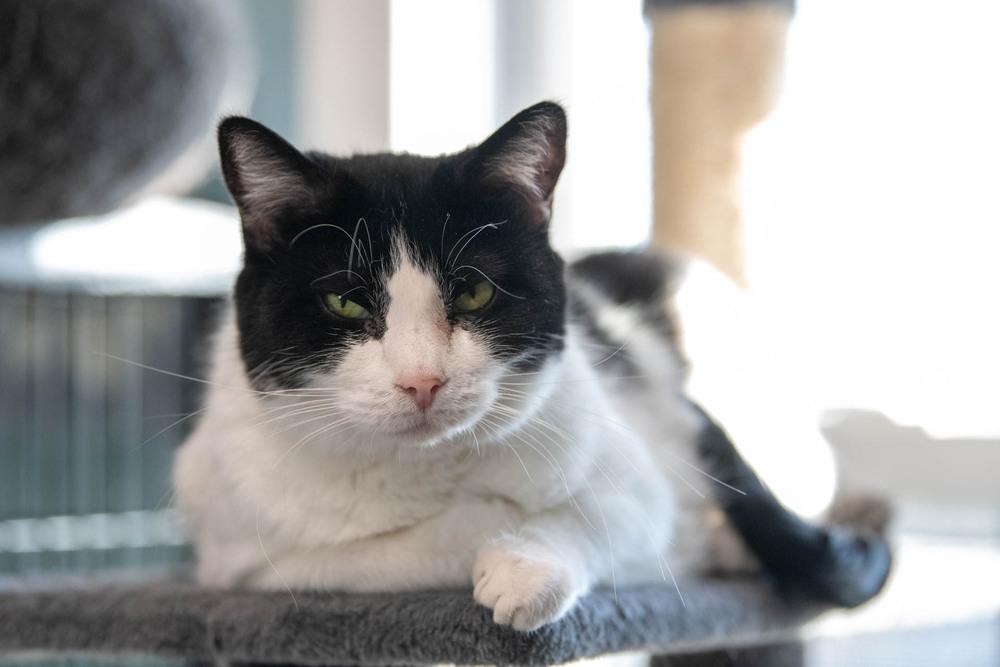 Enlarge Gem, a Adoptable Domestic Short Hair in Harpers Ferry, WV image 3/6