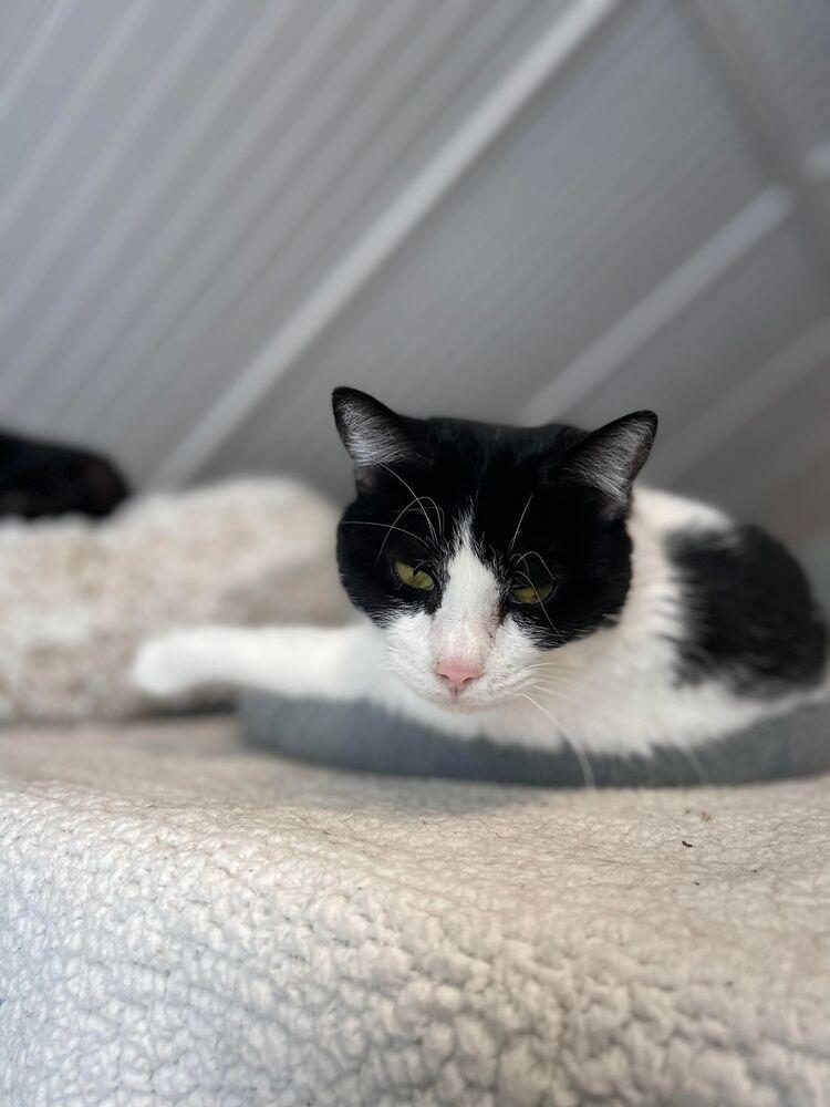 Gem, Adoptable, Adult Female Domestic Short Hair.