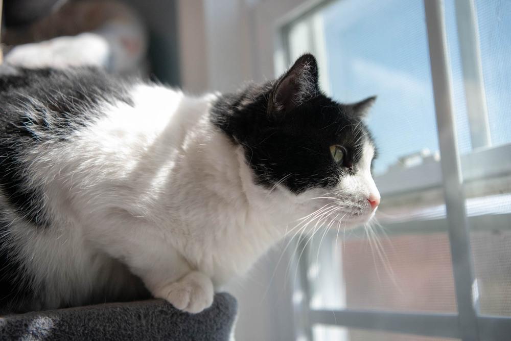 Enlarge Gem, a Adoptable Domestic Short Hair in Harpers Ferry, WV image 4/6