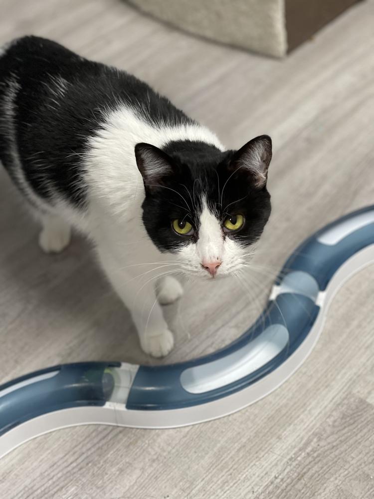 Enlarge Gem, a Adoptable Domestic Short Hair in Harpers Ferry, WV image 3/3