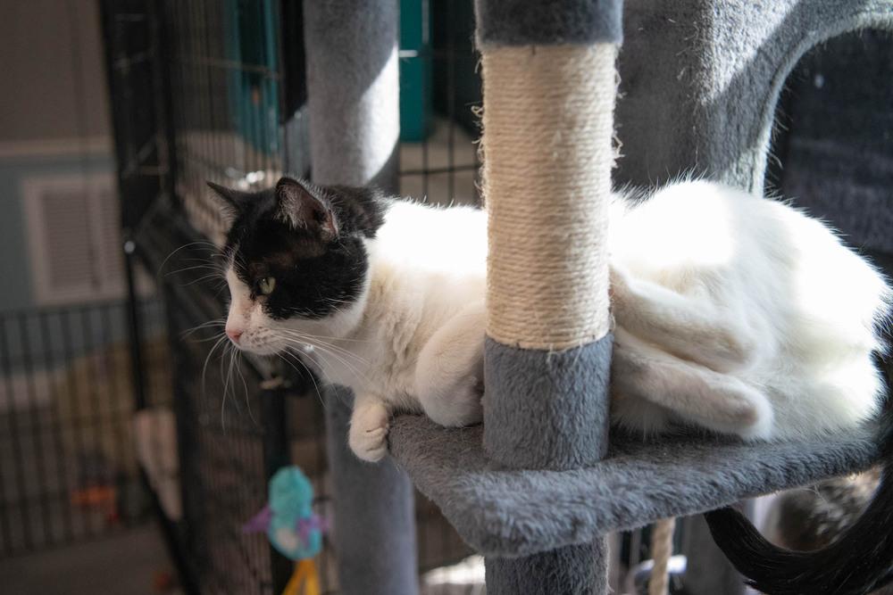 Enlarge Gem, a Adoptable Domestic Short Hair in Harpers Ferry, WV image 5/6