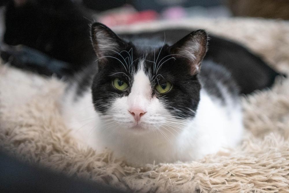 Enlarge Gem, a Adoptable Domestic Short Hair in Harpers Ferry, WV image 4/6