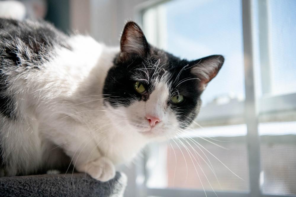 Enlarge Gem, a Adoptable Domestic Short Hair in Harpers Ferry, WV image 6/6