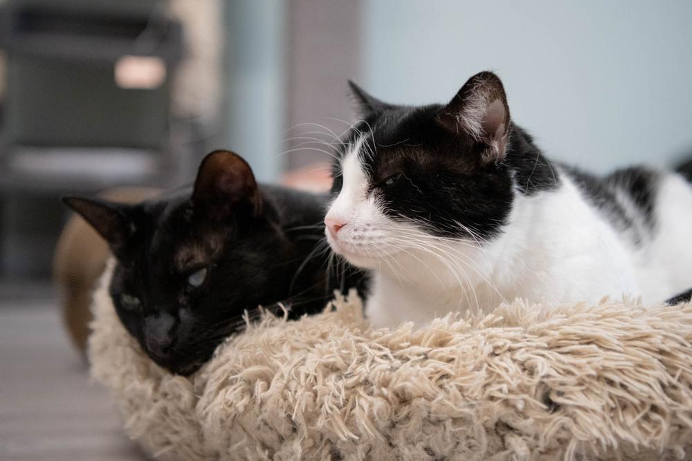 Enlarge Gem, a Adoptable Domestic Short Hair in Harpers Ferry, WV image 6/6